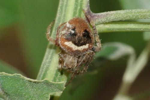 Réf. 266 485 : Neoscona subfusca